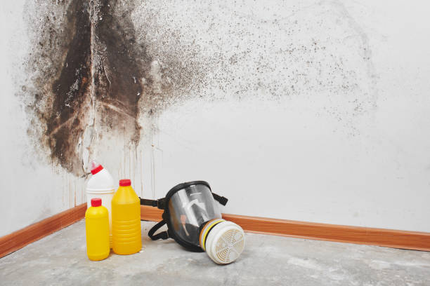 Best Mold Testing and Inspection Services in Parrish, AL