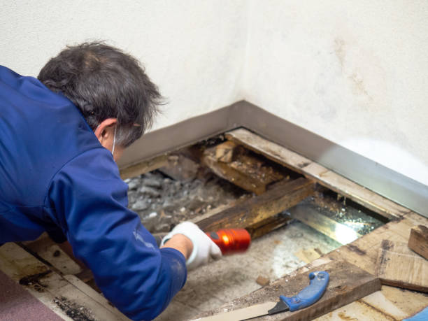 Professional Mold Remediation in Parrish, AL