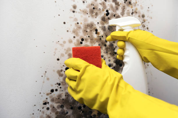 Best Post-Flood Mold Remediation in Parrish, AL