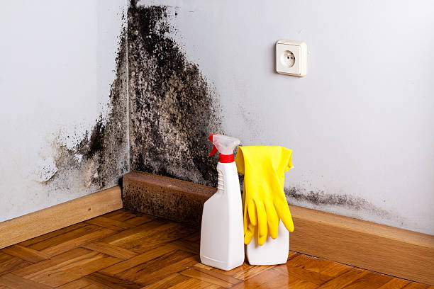 Best Insurance-Related Mold Remediation in Parrish, AL
