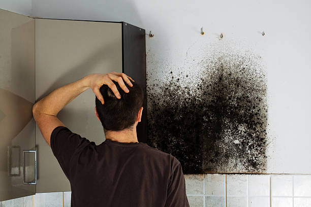 Best Post-Flood Mold Remediation in Parrish, AL