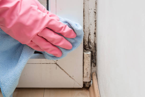 Best Commercial Mold Remediation in Parrish, AL